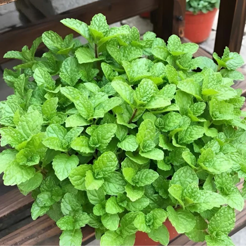 食用薄荷种子四季可播香柠檬薄荷多年生阳台盆栽驱蚊种子播种