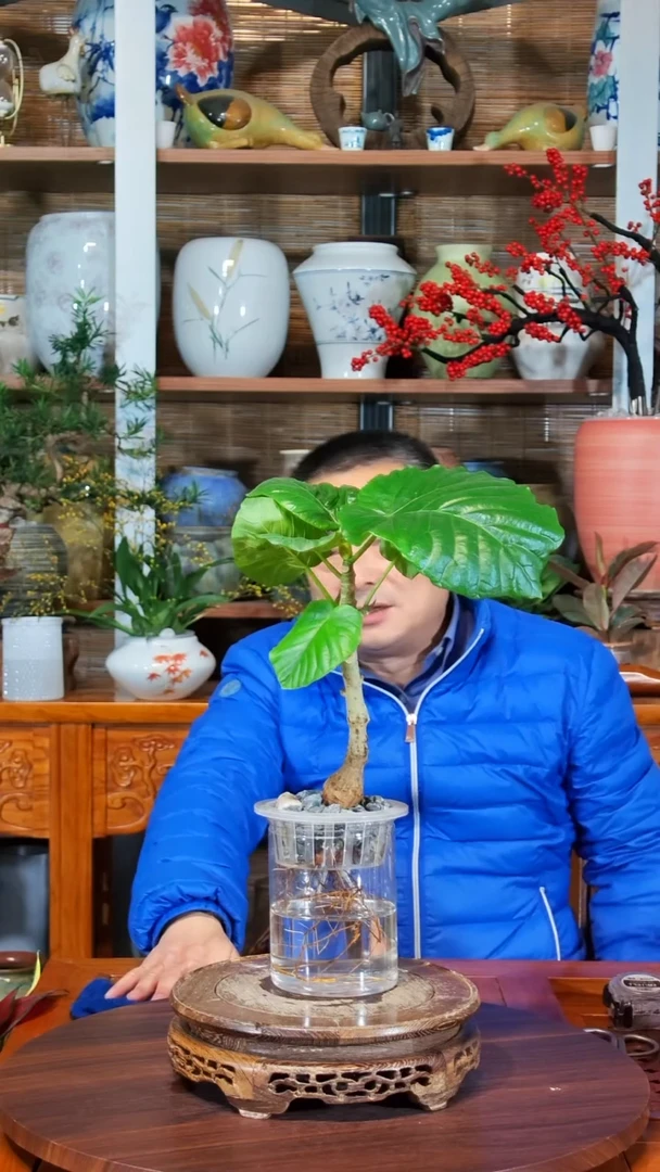 无花朵鱼**鸣水之韵水培爱心榕