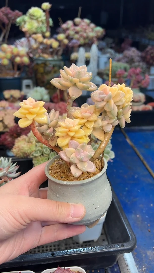 【闪购商品】769不带盆