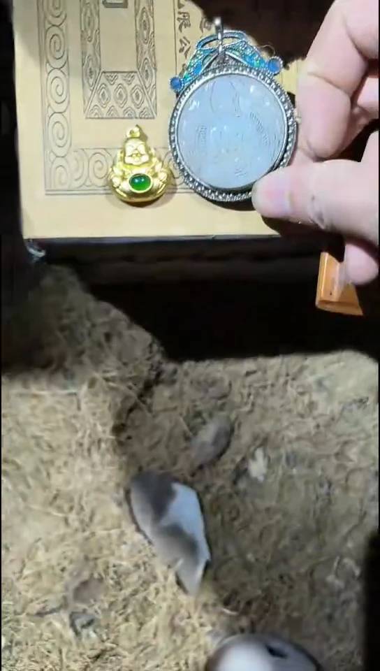 香榧木（1个小复利）