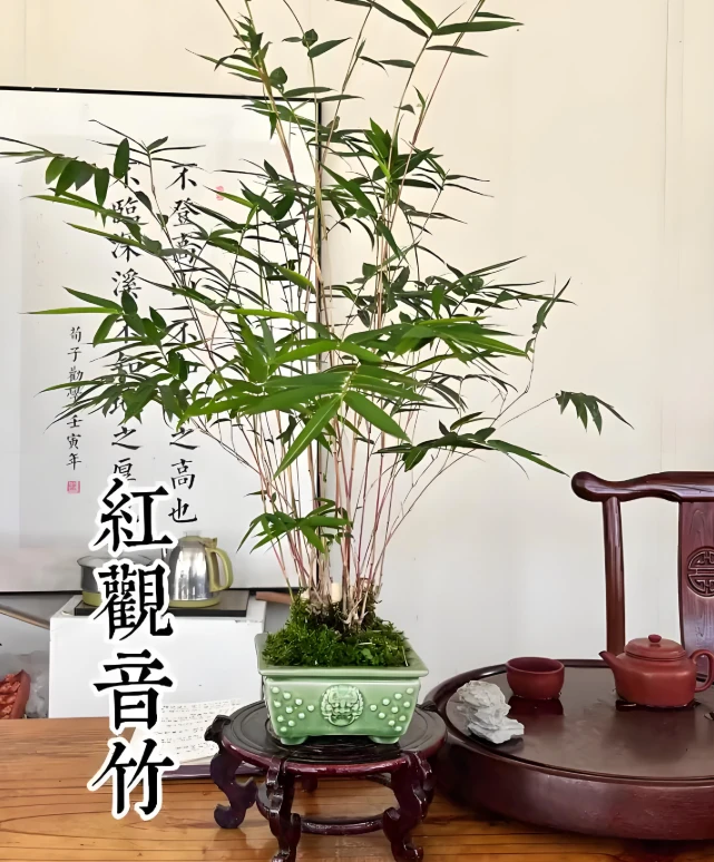 《一物一拍》专享链接室内观赏竹观音竹