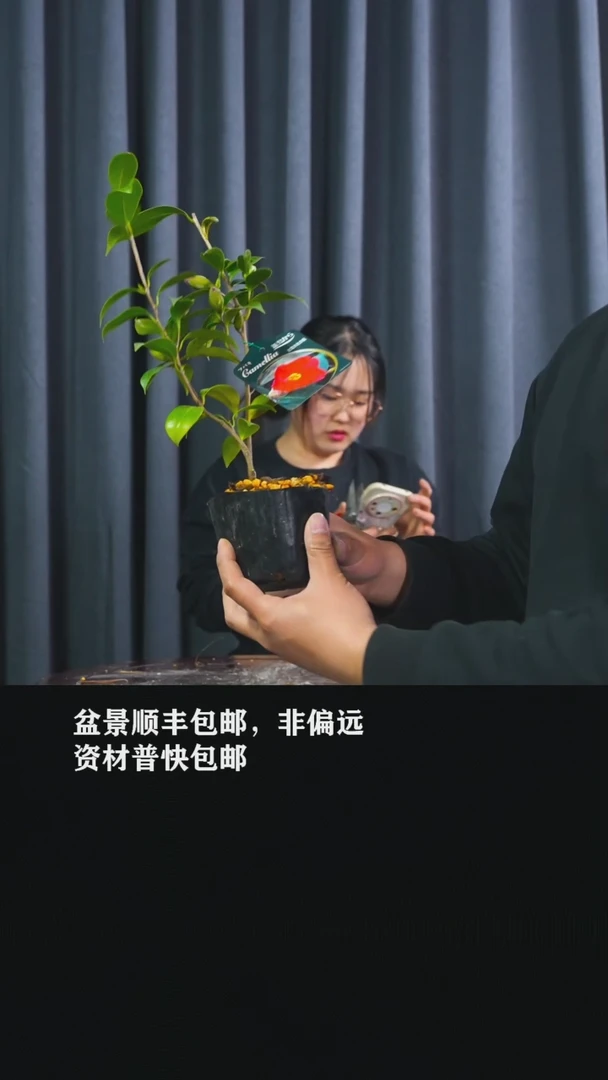 【闪购商品】出云大社-BB29