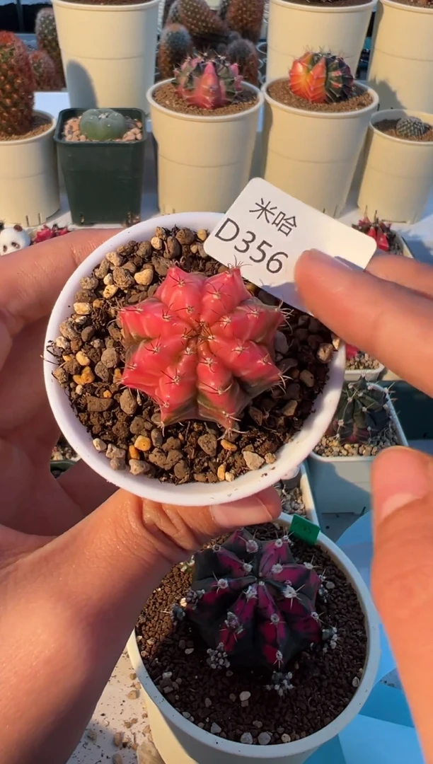 356好看的米哈冲冲冲   3 公分