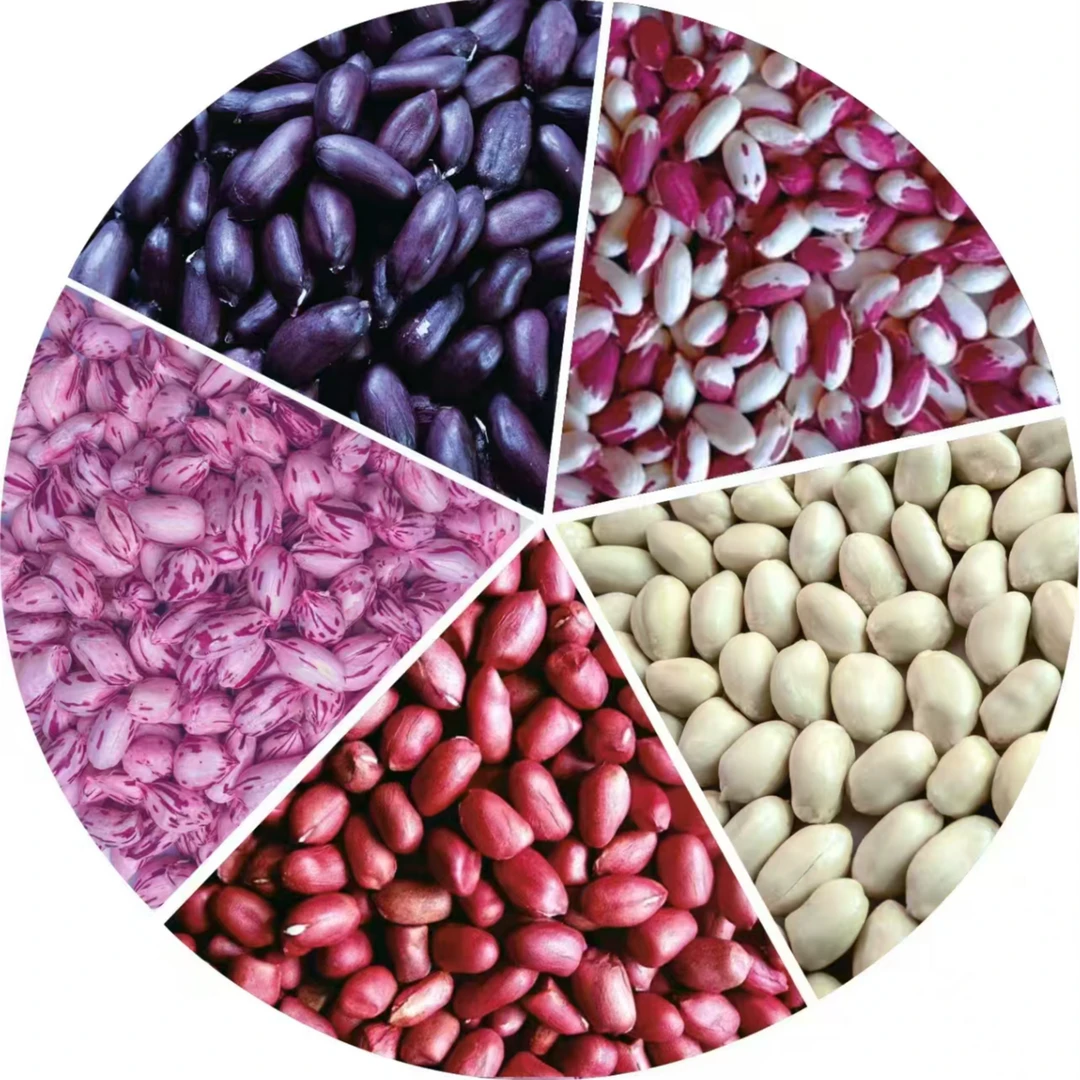 红罗山五彩花生种子花生种子