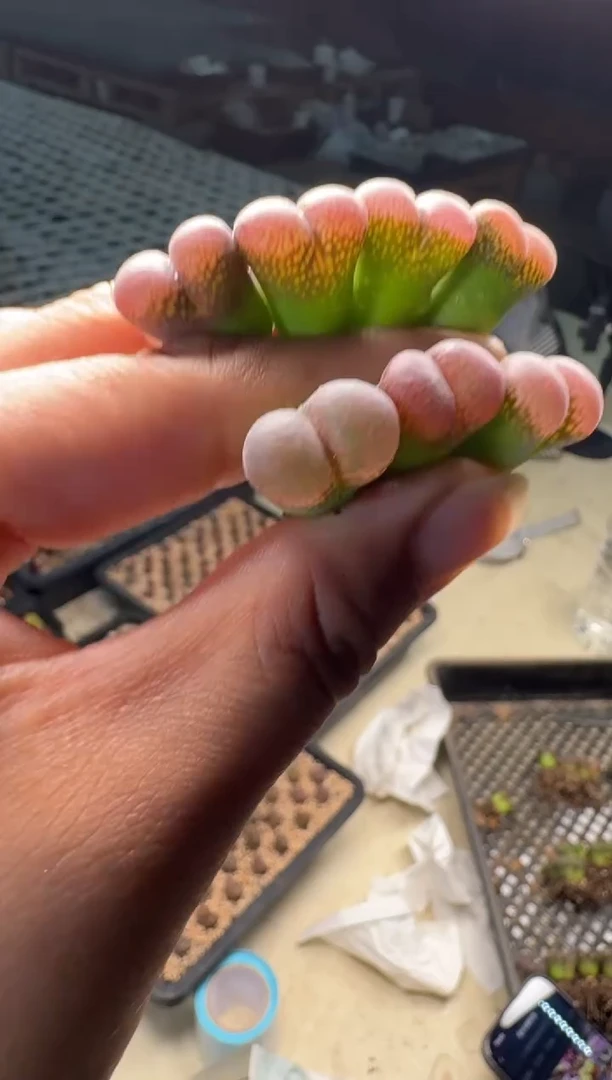 13-104多肉植物风铃一颗