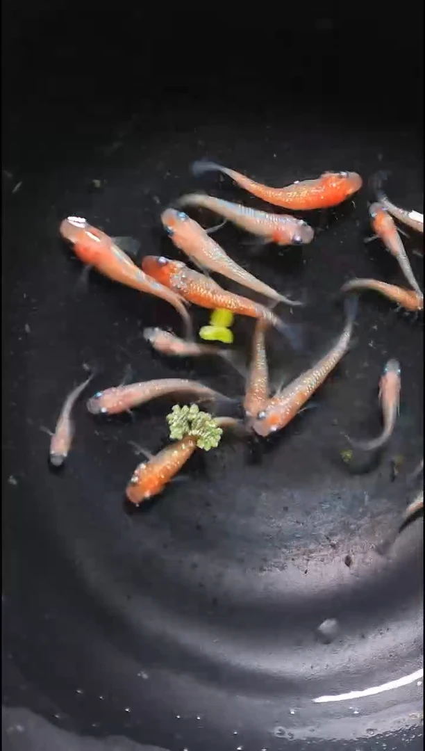 青鳉鱼观背青鳉032