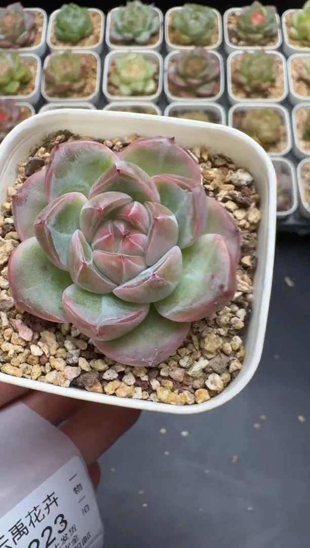 222G云禹多肉植物 脱土纸巾打包 3颗包邮