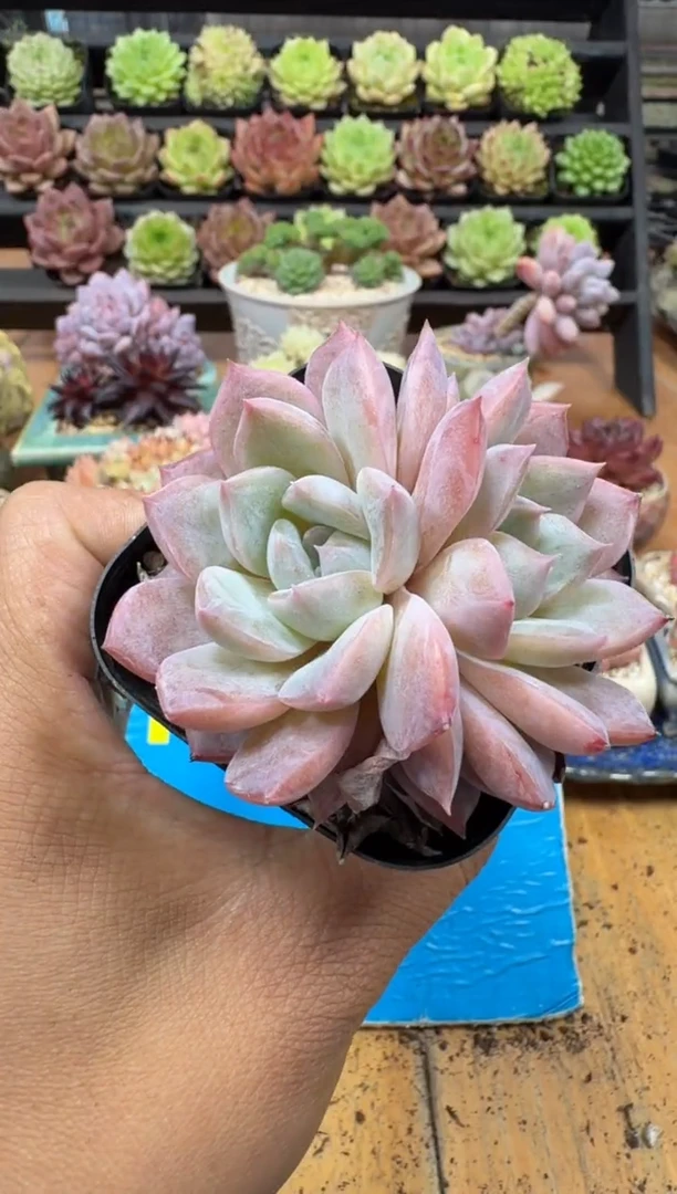 东云多肉园二店-688