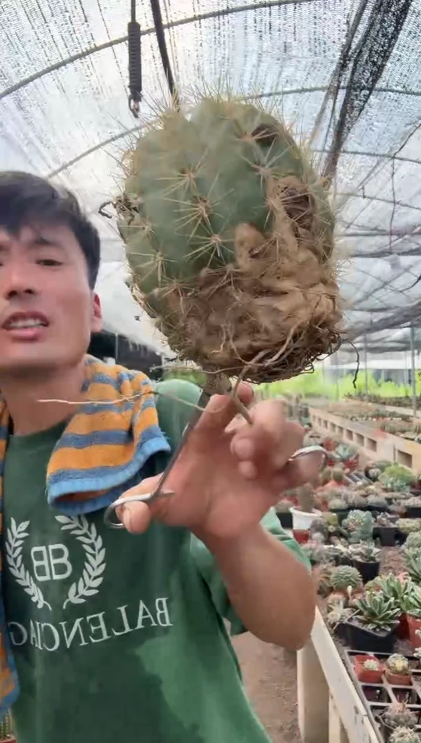 荣耀毛花柱瑕疵不售后=========