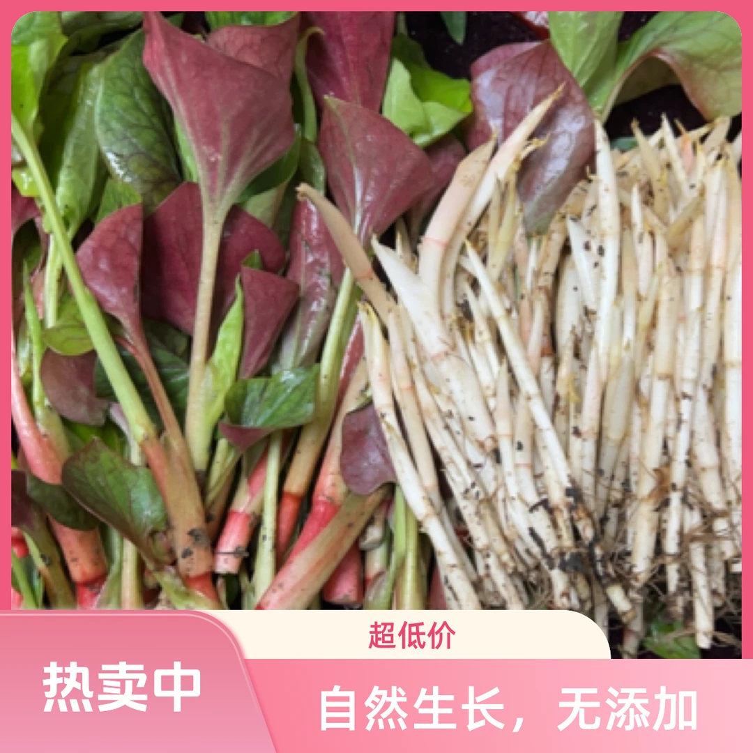 （鲜嫩双宝）鱼腥草嫩叶嫩芽优质组合装