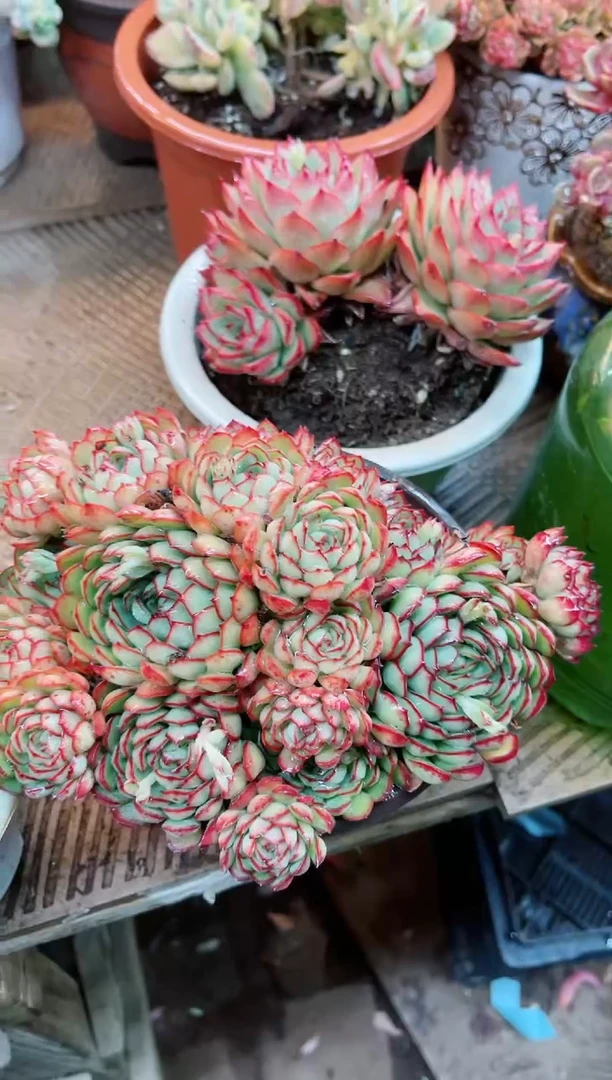 【闪购商品】20027