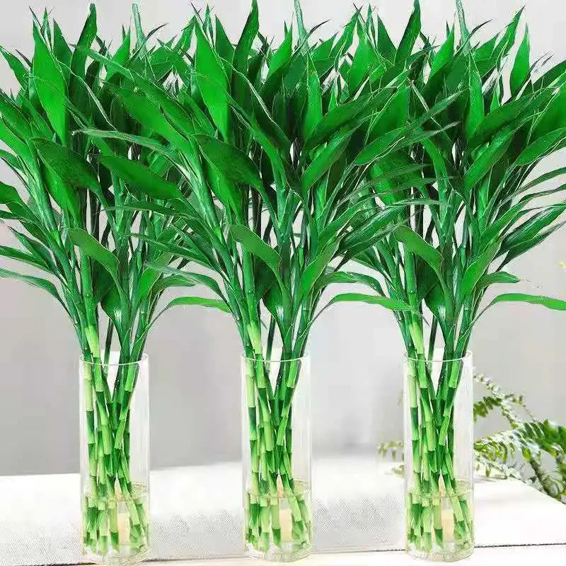 富贵竹水培植物转运竹不用晒太阳室内绿植绿萝盆栽发财树节节高