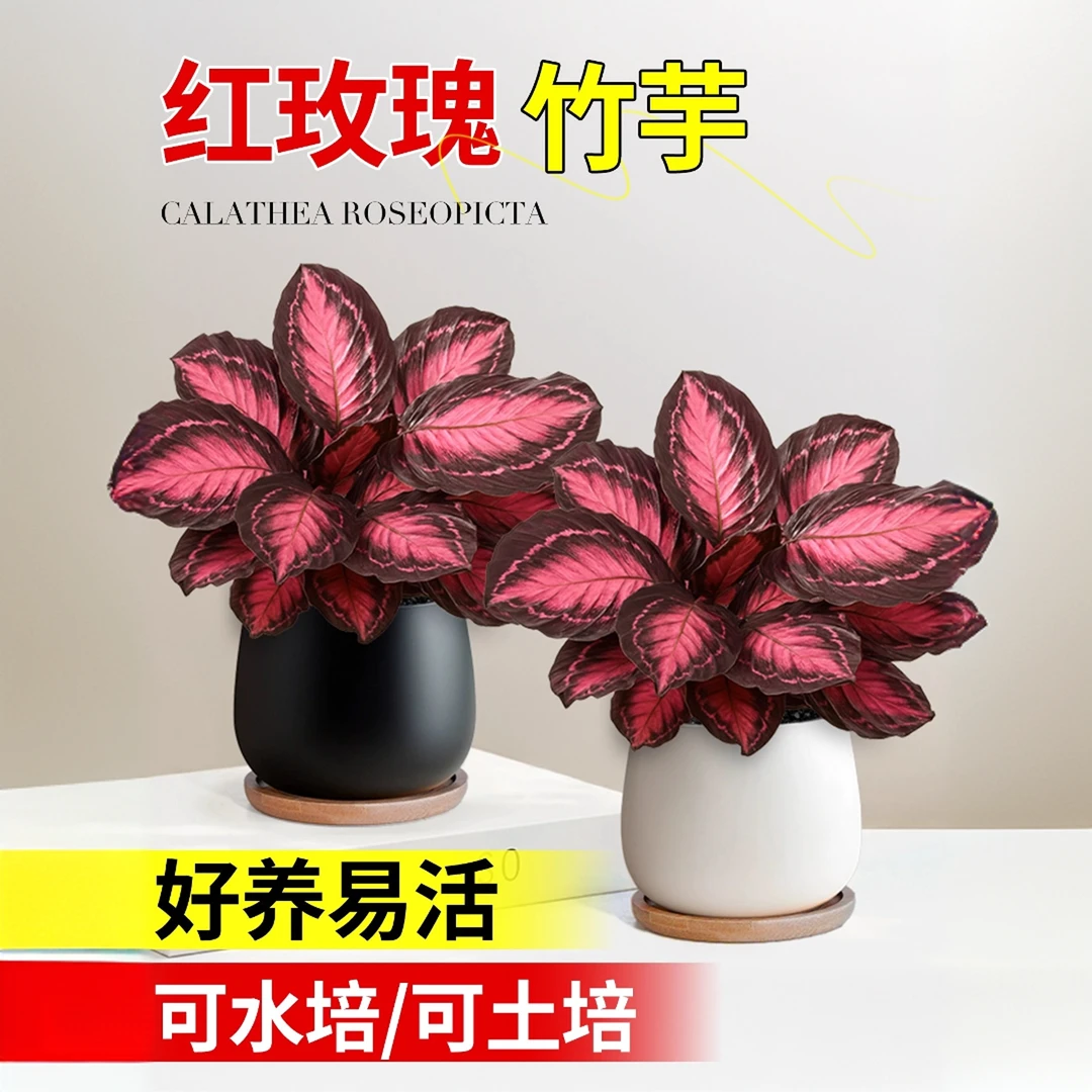 幸运女神红玫瑰竹芋盆栽彩叶网红四季好养室内桌面绿植红色叶片