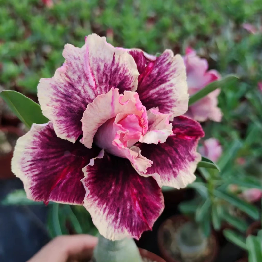 种花王大爷 沙漠玫瑰盆栽栽培红色夏季开花养护植株