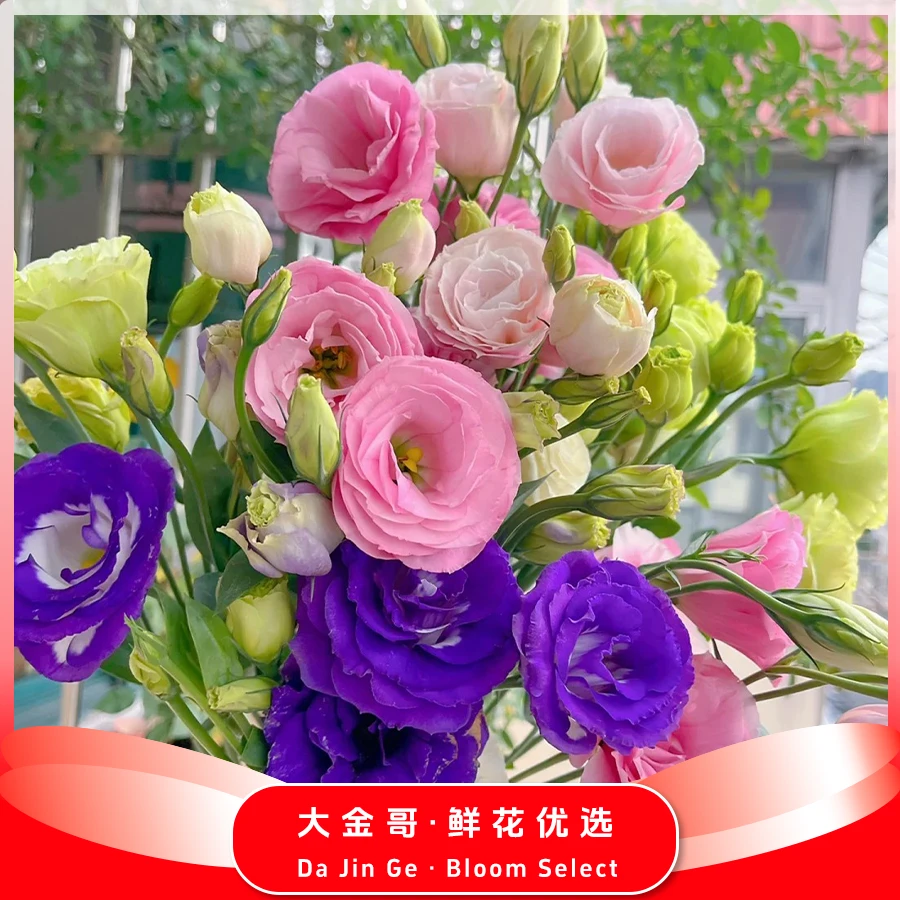 （大金哥）【洋桔梗 混色】同地址两单发顺丰/德邦空运