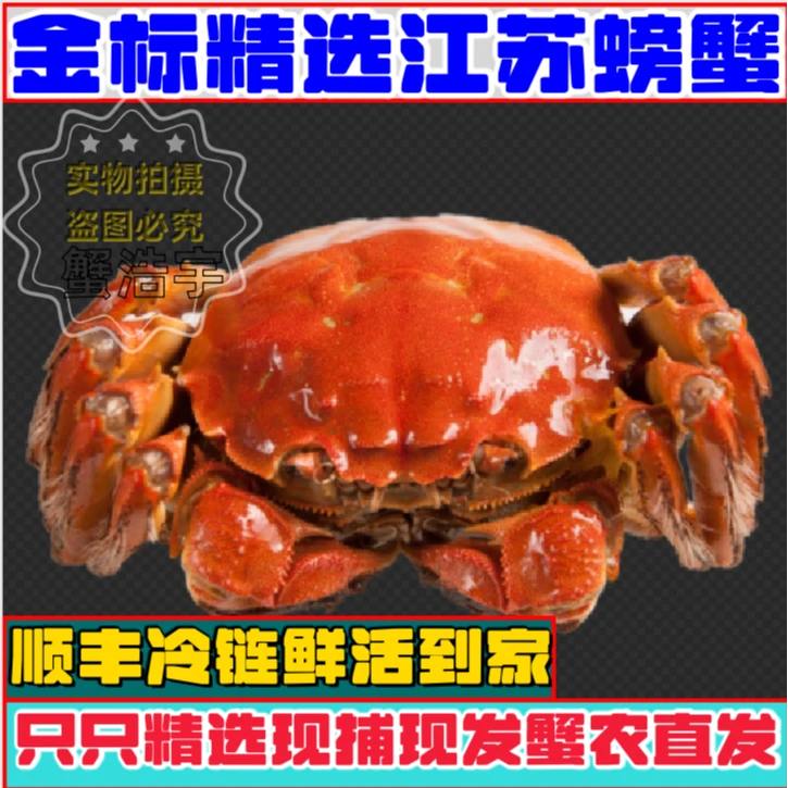【活蟹现发】全母蟹8只装10只装（㍚3-㍚7两）洪泽湖螃蟹礼盒顺丰包邮