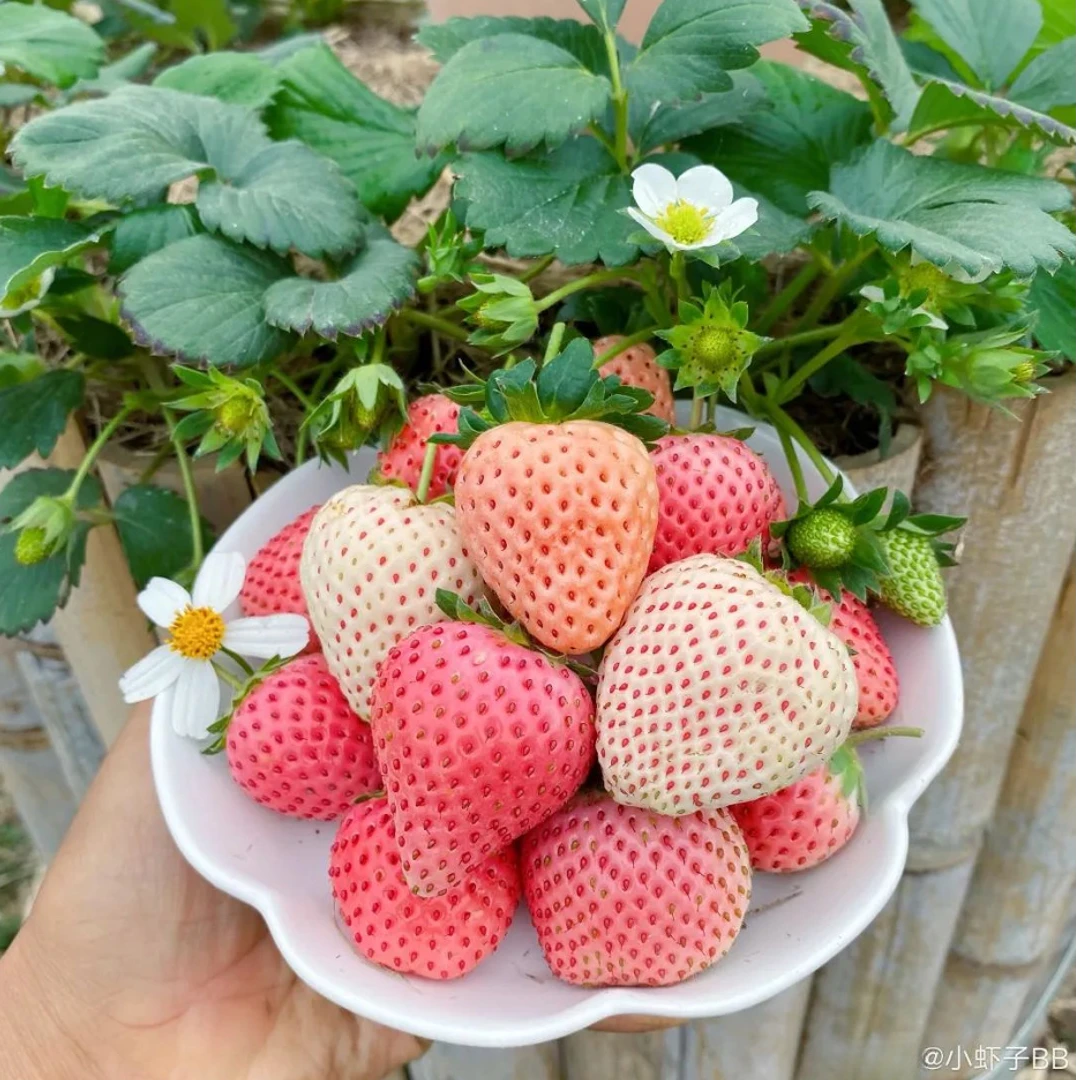 【②件⑧⑤折】虹越 | 带花带果草莓盆栽 大果风味香甜 盆栽易种易养