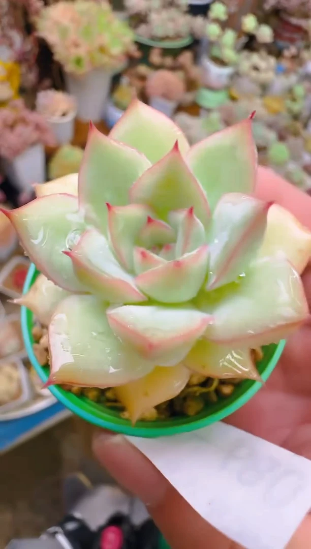 润—680—仙农（织荷）