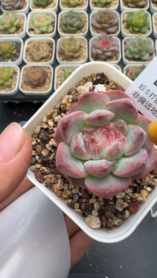 454E云禹多肉植物 带盆土纸巾打包 3颗包邮
