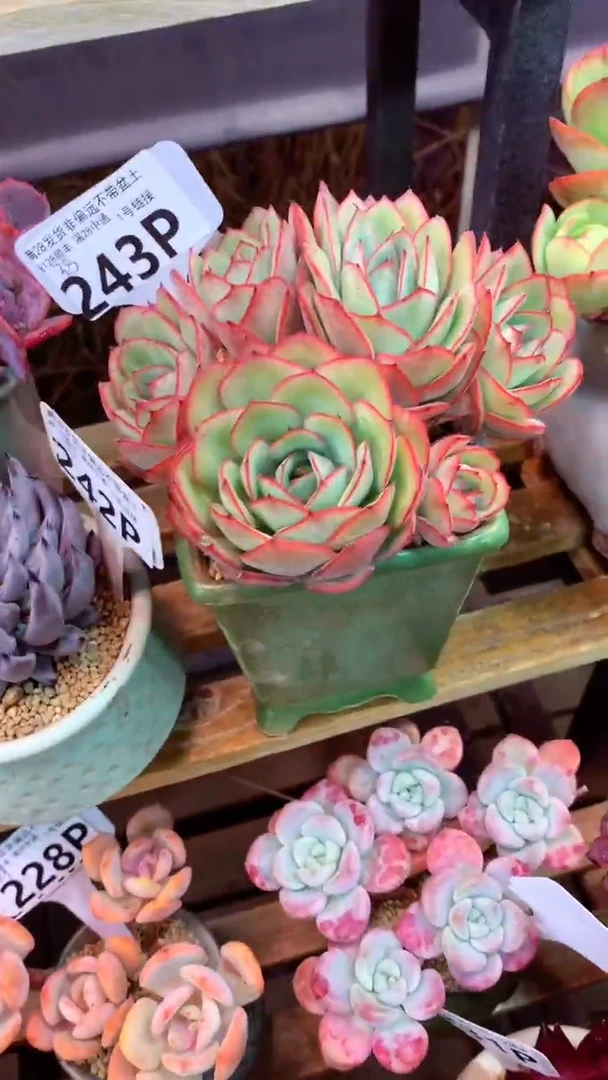 243P  (一物一拍实付满28发货，默认不带盆土）