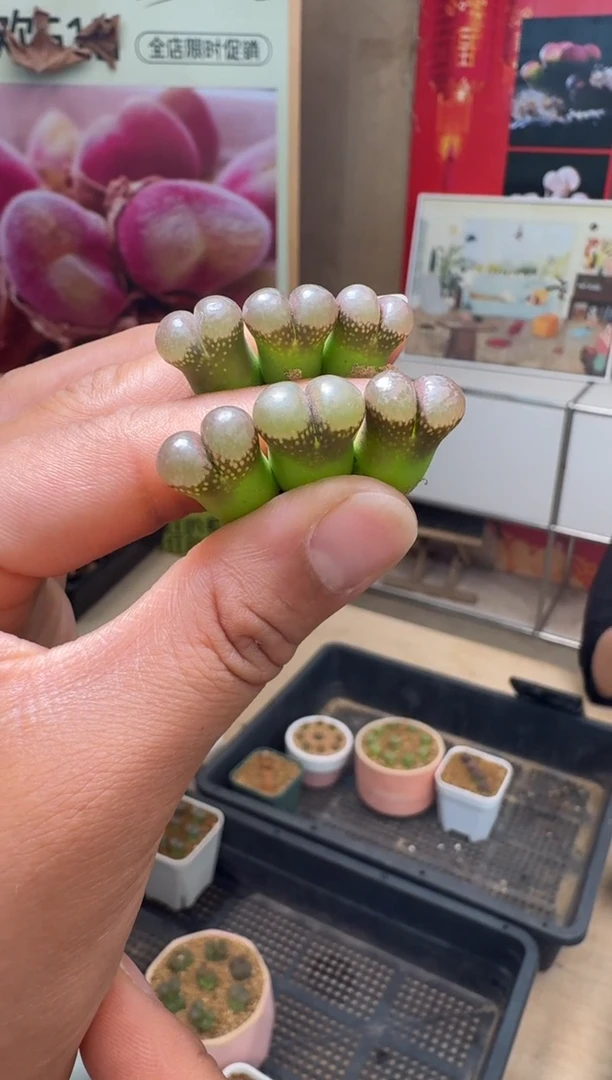 疯狂的多肉石头234·B23一颗