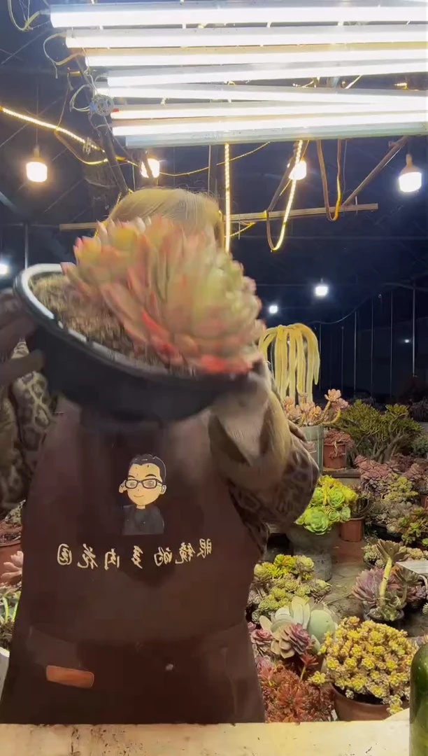 【闪购商品】香槟一物一拍脱土包邮