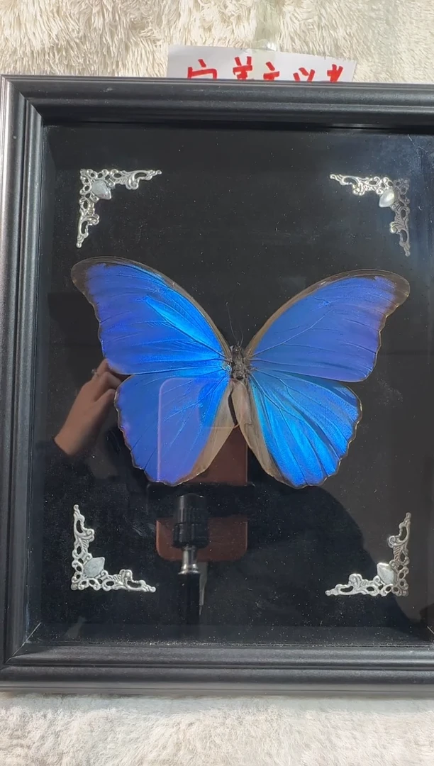 木黑绒底大蓝闪蝶10寸相框