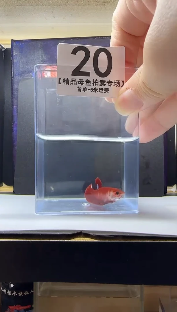 斗鱼母鱼编号：20