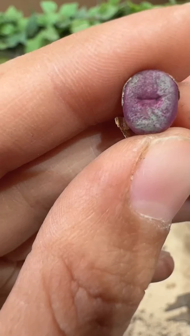 28-162多肉植物肉锥