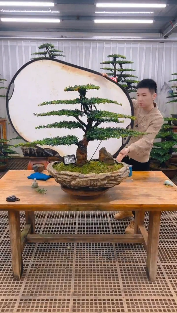 无花朵精品盆景直播间一物一拍