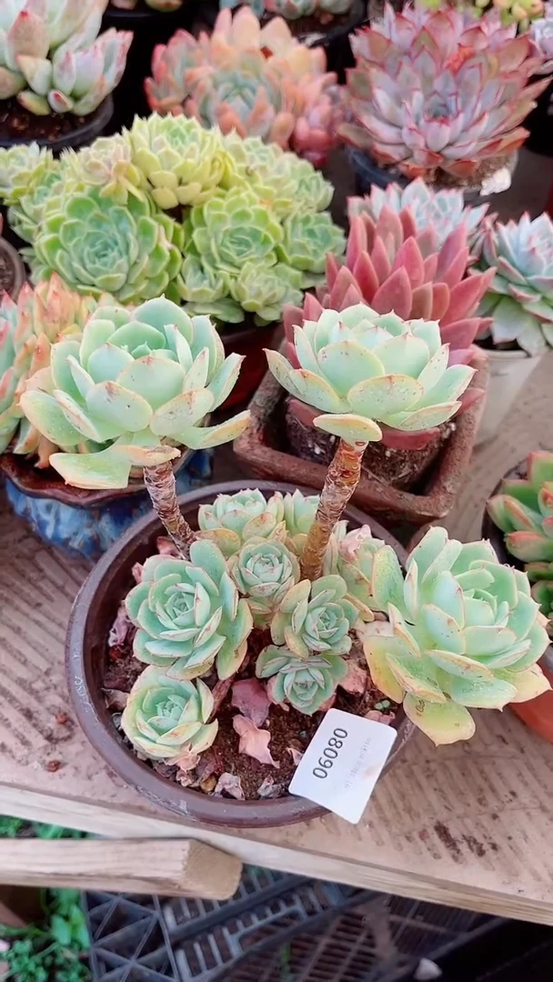 C*多肉植物一物一拍08090