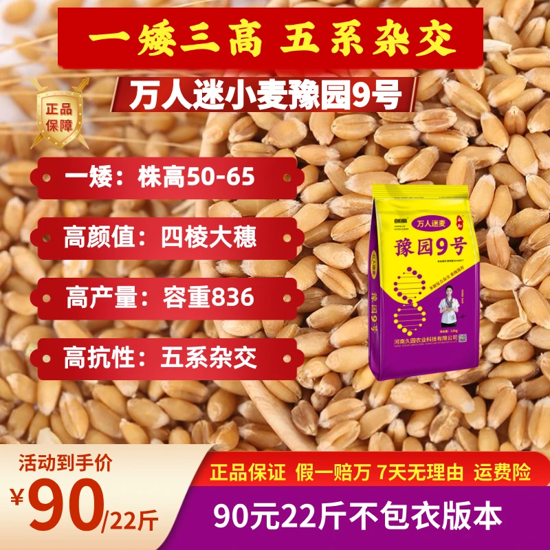 【 不包衣】豫园9号 一矮三高 五系杂交大穗抗冻抗倒产量高