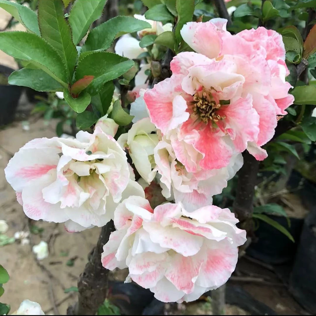 彩玉海棠花庭院阳台种植耐寒好养活南北方适宜