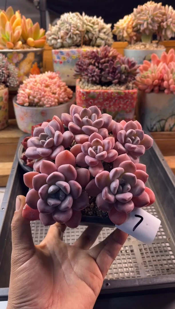 11.26-7白露11111111111111