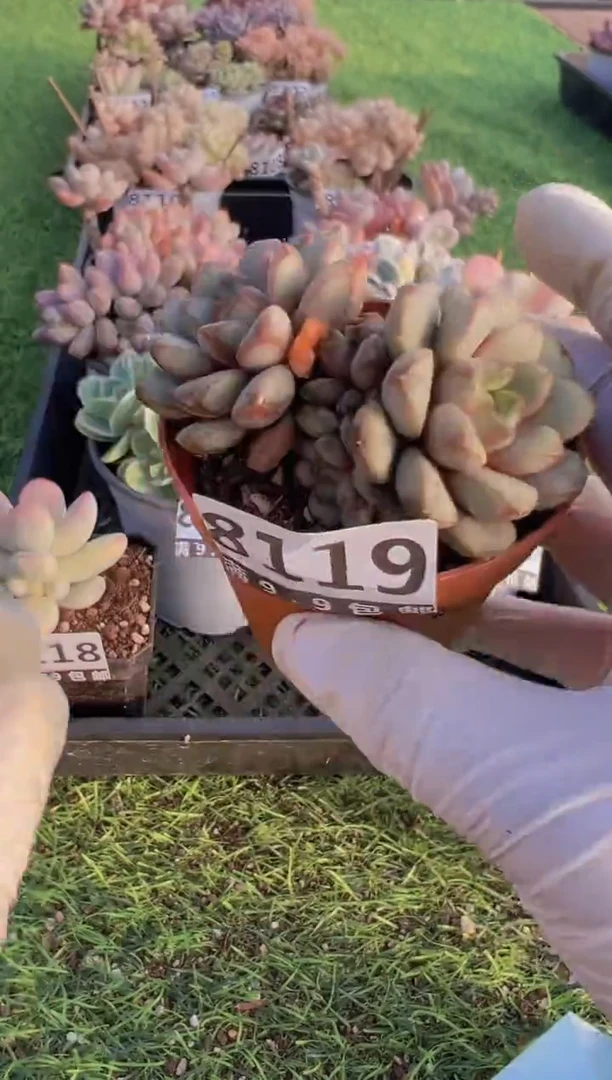 【闪购商品】信福多肉一物一拍