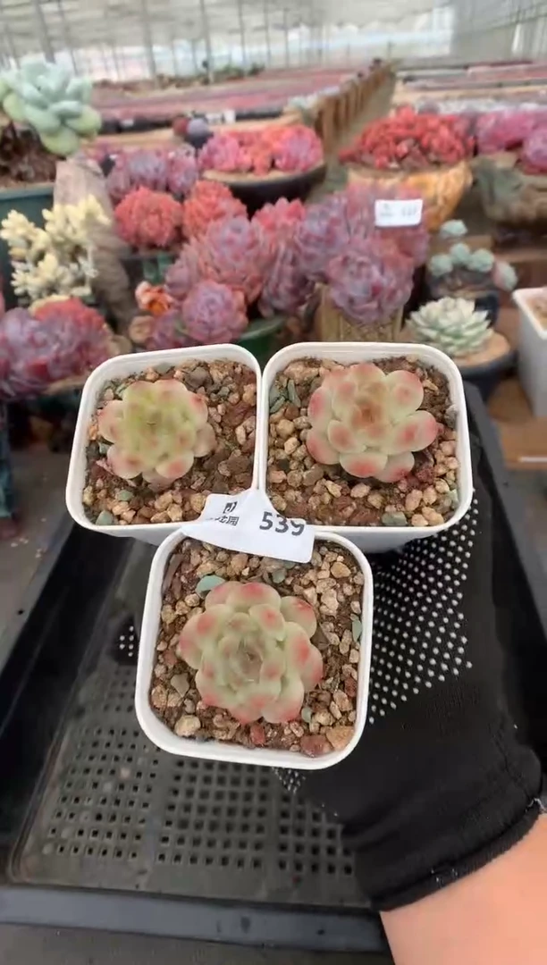 539冰魄3棵一物一拍