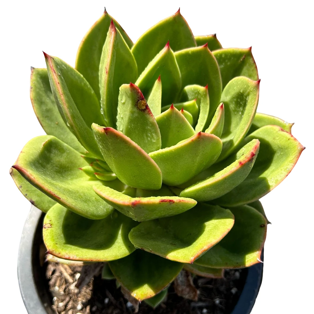 老桩翠花脱土 多肉植物室内绿植净化空气