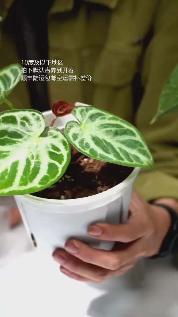 完全开放液态银*K红