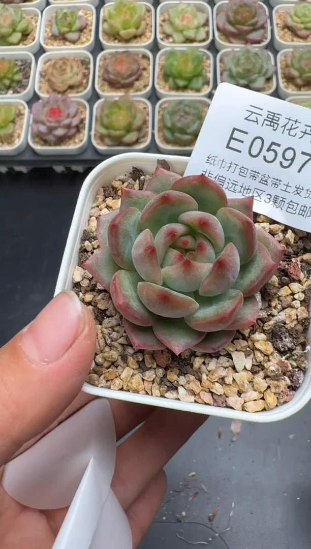 597E云禹多肉植物 带盆土纸巾打包 3颗包邮
