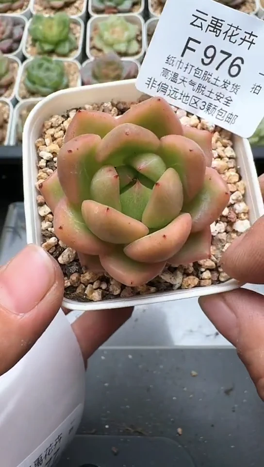 976F云禹多肉植物 默认脱土纸巾打包 3颗包邮