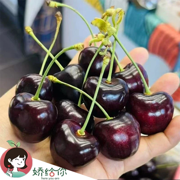 【顺丰包邮】智利海运科迪亚Kordia车厘子2J 5斤 内附果径卡