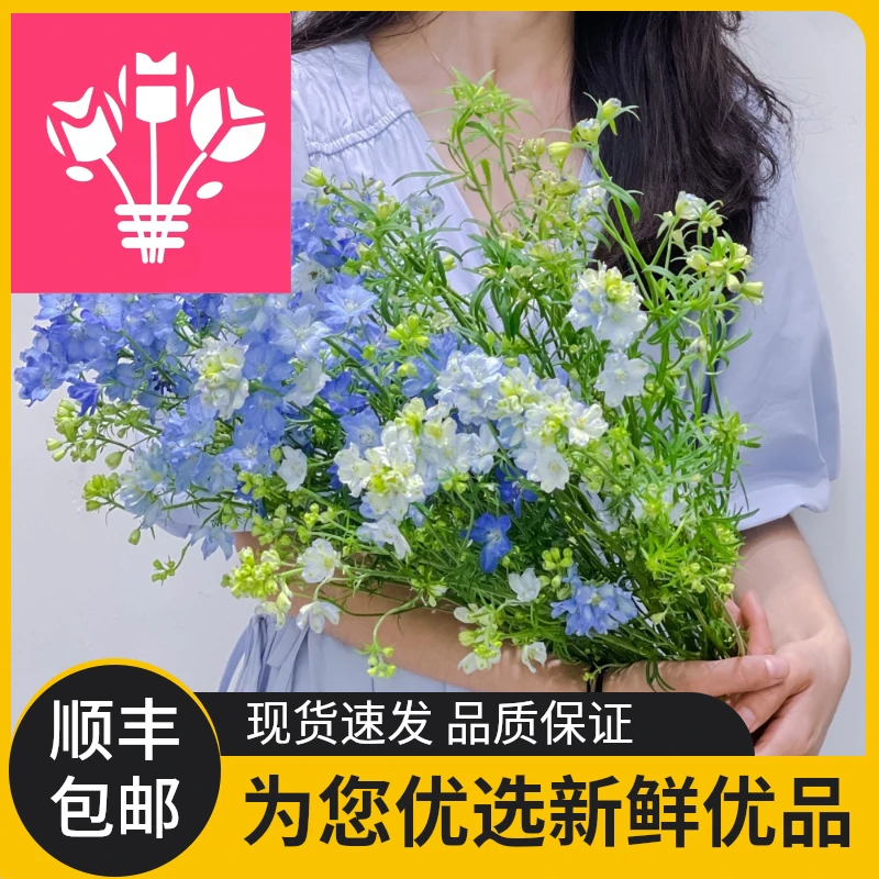 精选小飞燕草鲜切花配搭鲜花叶材草花家庭摆设花卉花艺花束配花