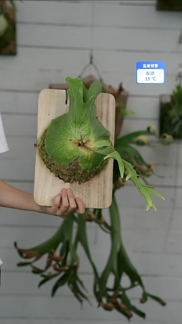 完全开放A780皇冠