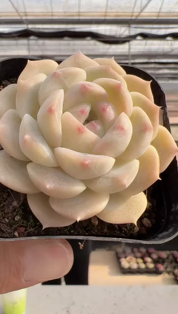 【闪购商品】新款多肉-194