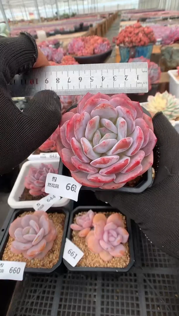 662肥橙一物一拍