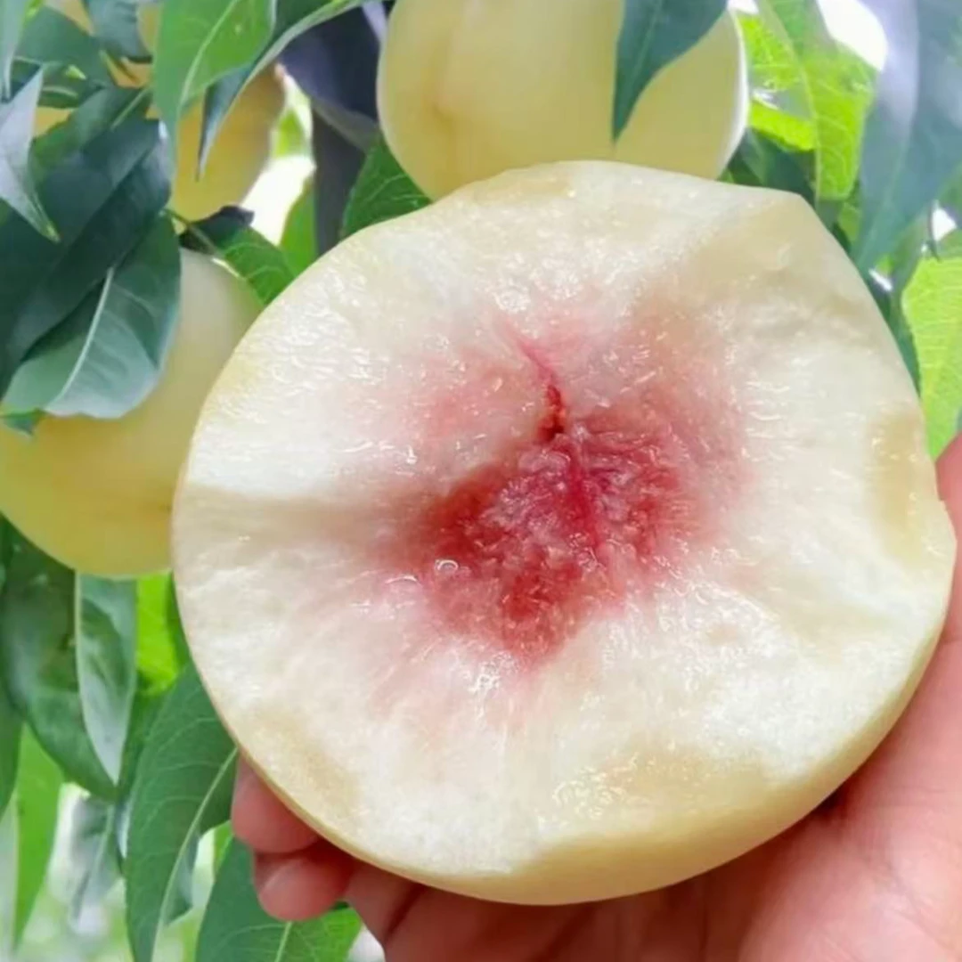 正宗映霜红冬桃爆炸桃 轻微裂口桃软硬皆可 爆甜新鲜多汁