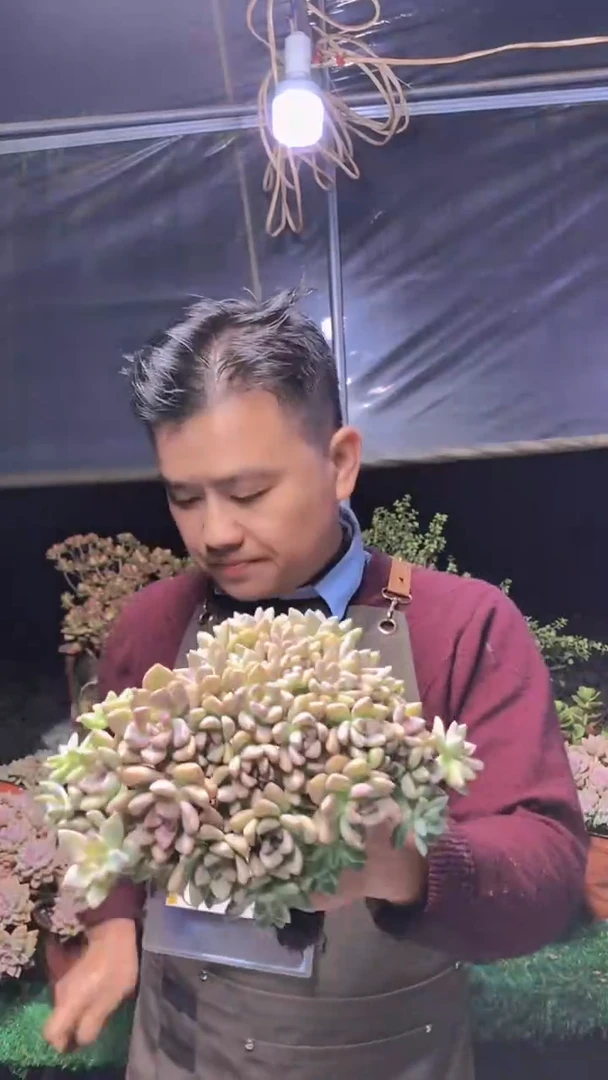 131淡雪缀化一物一拍