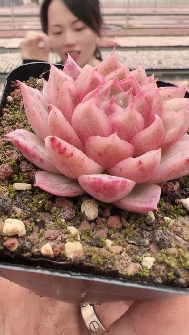 【闪购商品】新款多肉-74