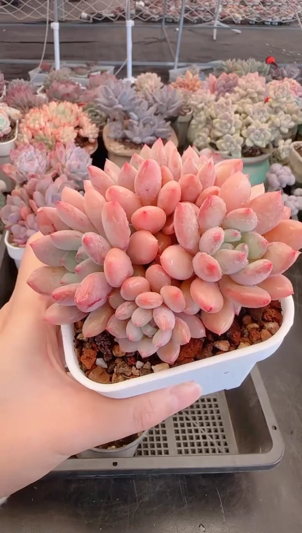 【闪购商品】6489赛达尔殿下