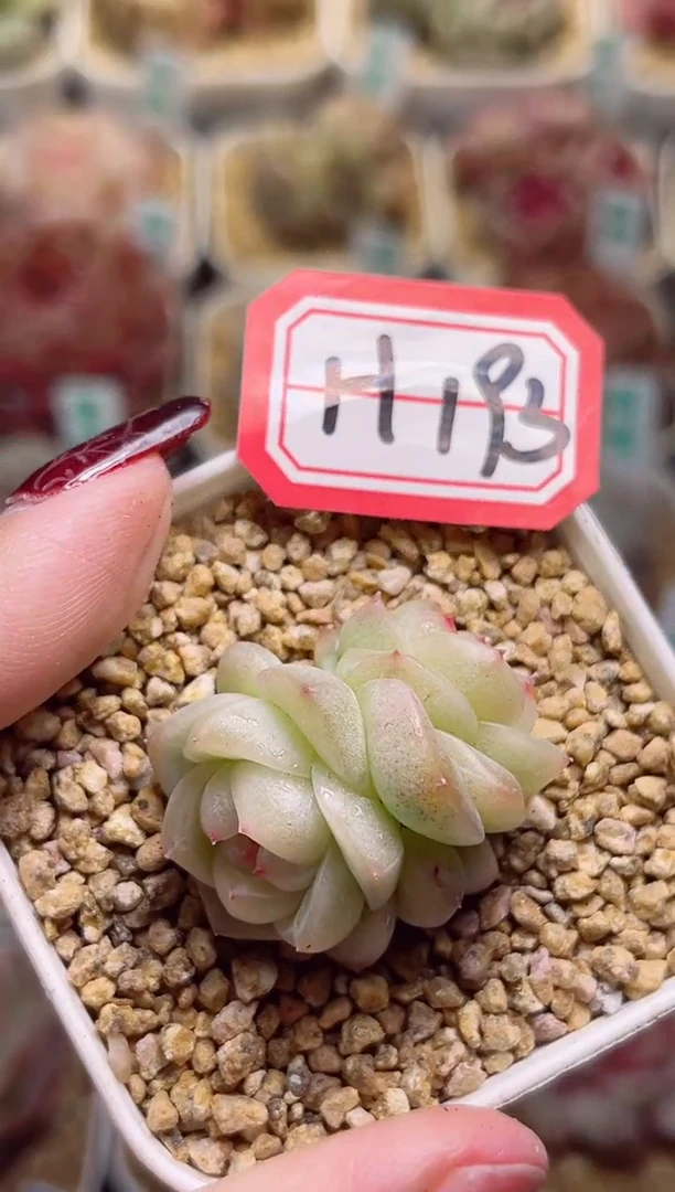 【闪购商品】一物一拍H193透光